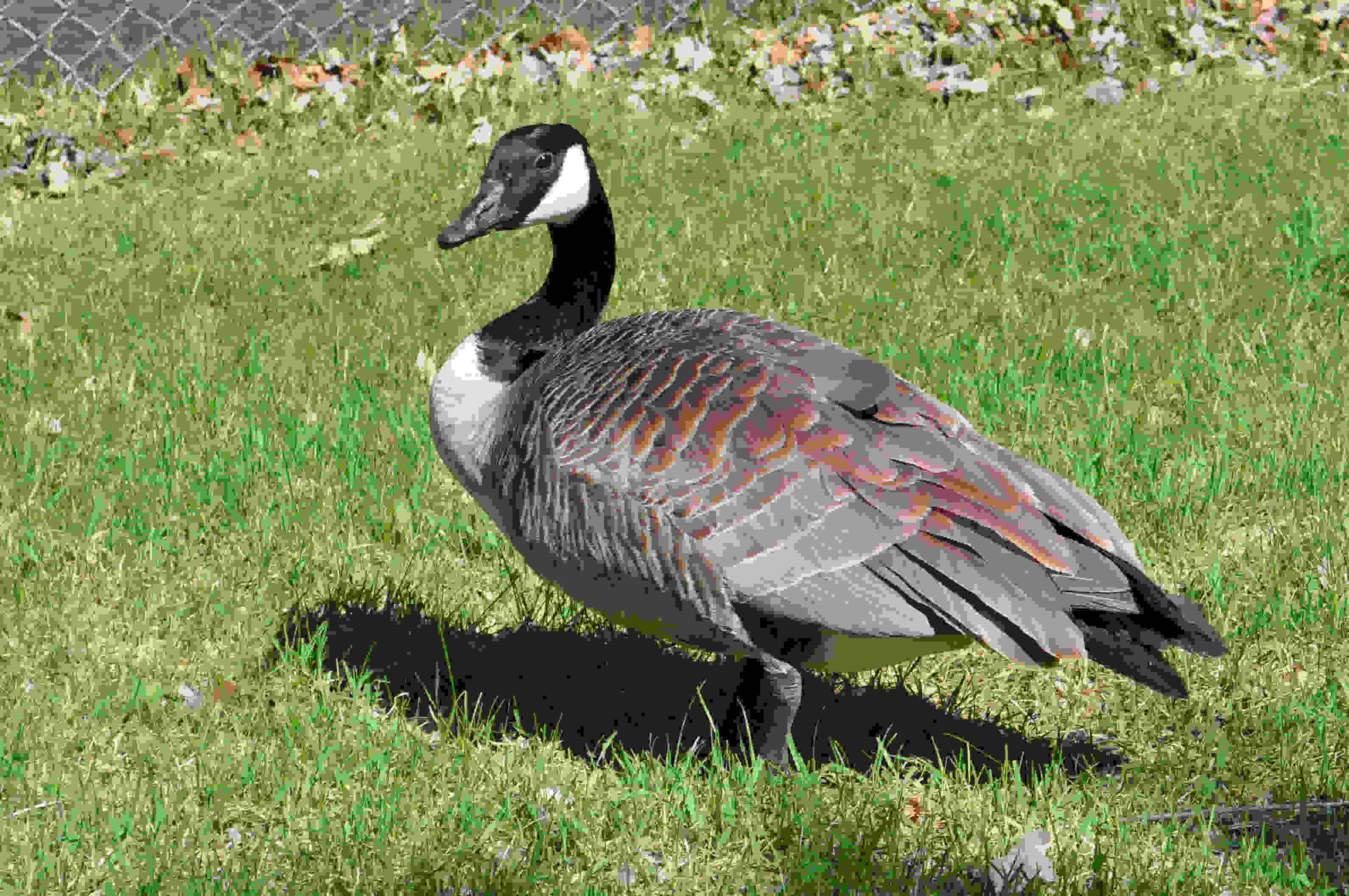 Geese