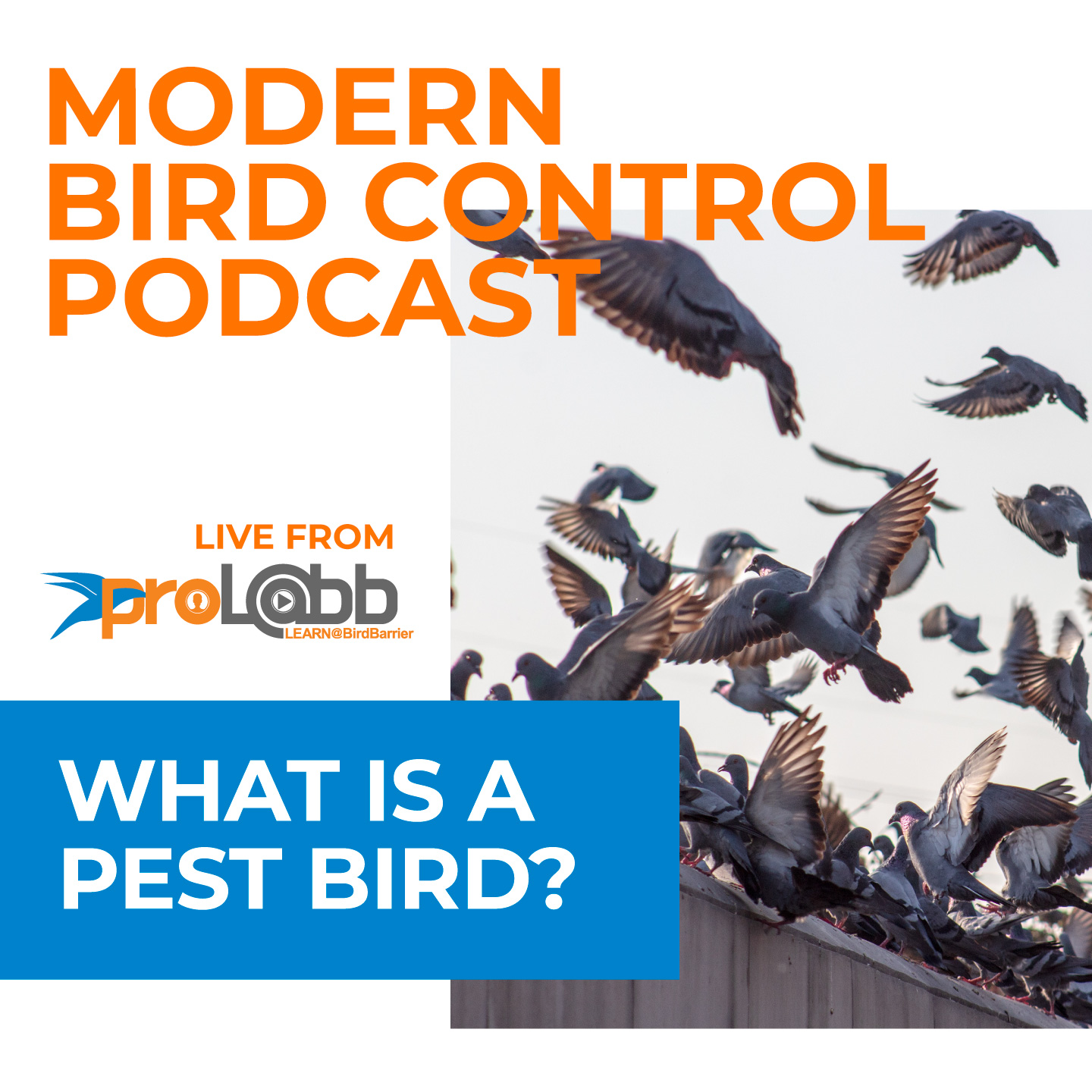 Episode: What Is A Pest Bird?