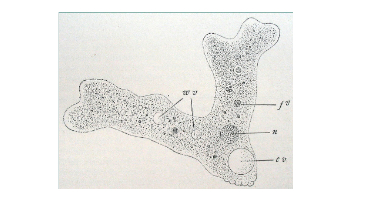 What Amoebas Know
