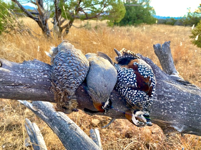 Talking Gear and Hunting with Bird Hunter Supply!