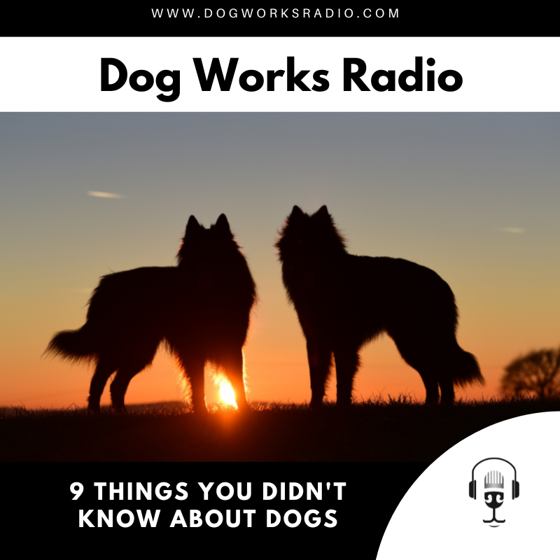 Dog Works Radio