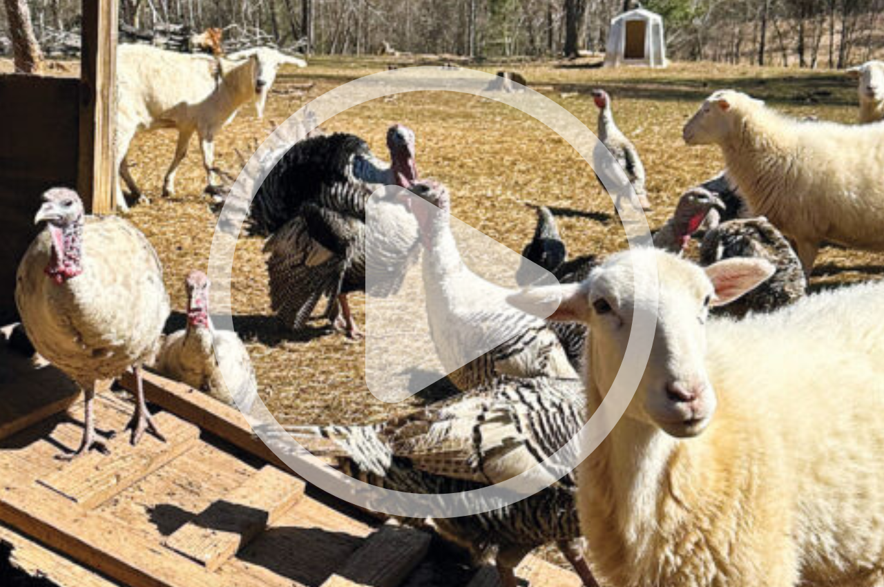 Adaptable Heritage Animals