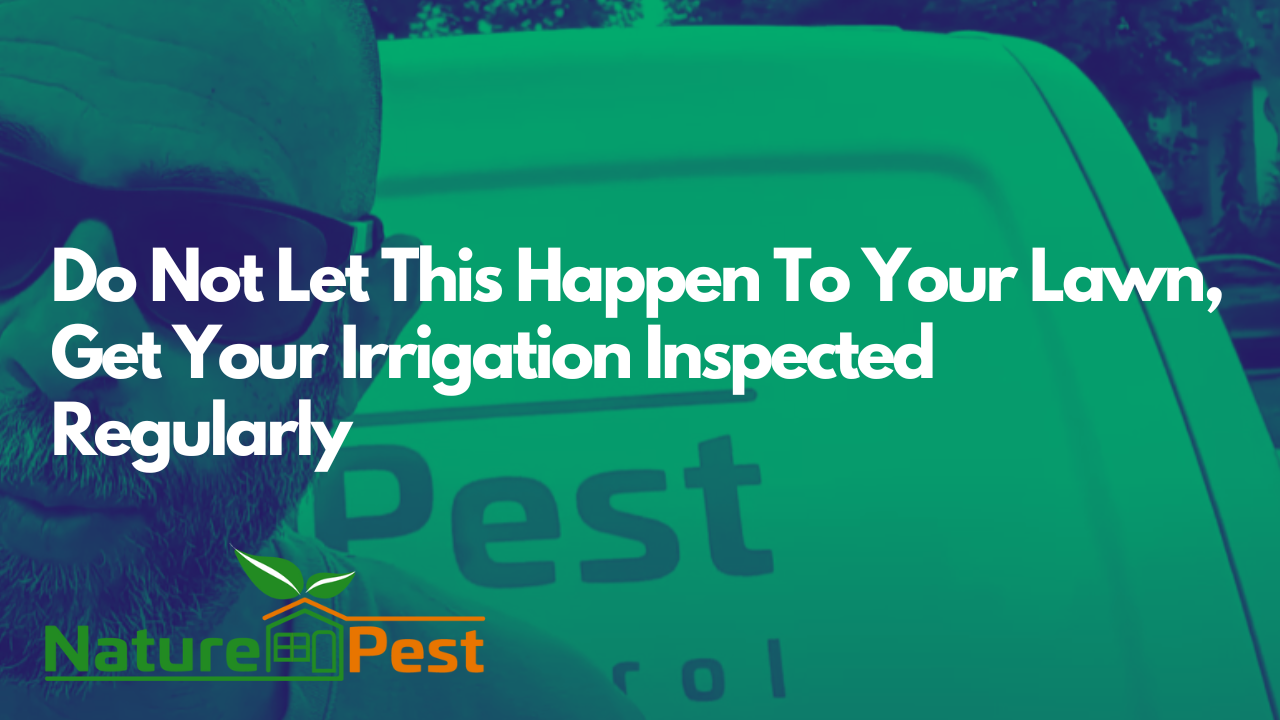 DIYPCP#87 Do Not Let This Happen To Your Beautiful Lawn, Get Your Irrigation  System Inspected Regularly