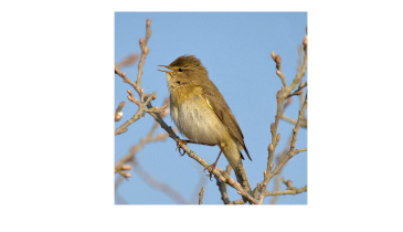 Willow Warblers