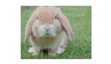 A Tuft Mystery for Evolution