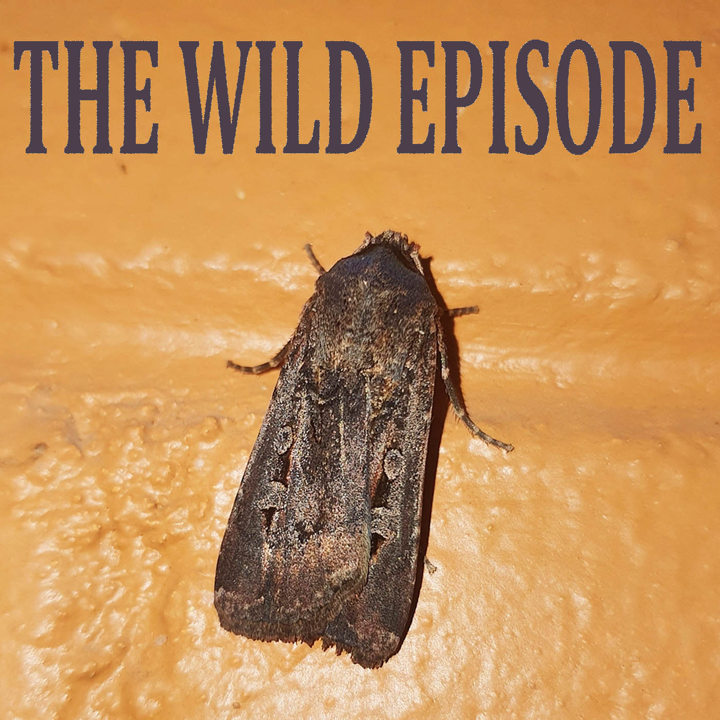 Bogong Moth : The Moth and the Stars