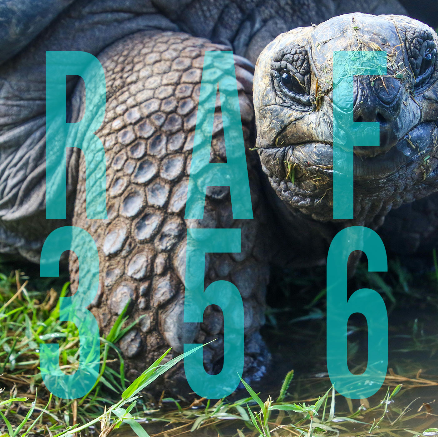 RAF356: Shattering the Yo-Yo - Ease Into It