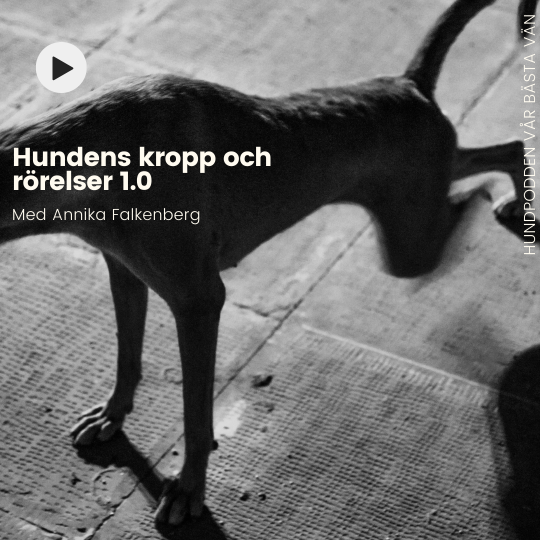 Hundpodden Vår Bästa Vän