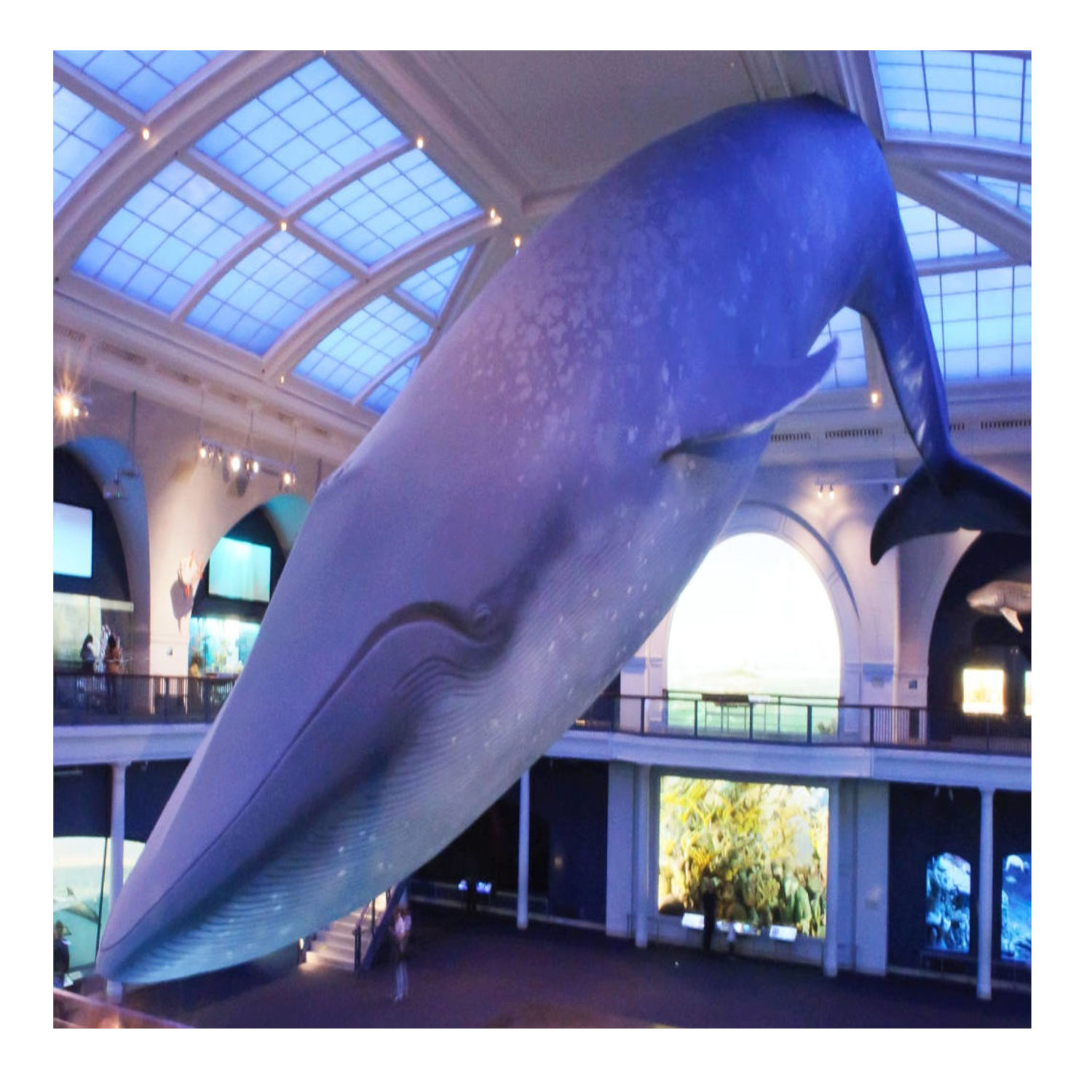 The Amazing Blue Whale