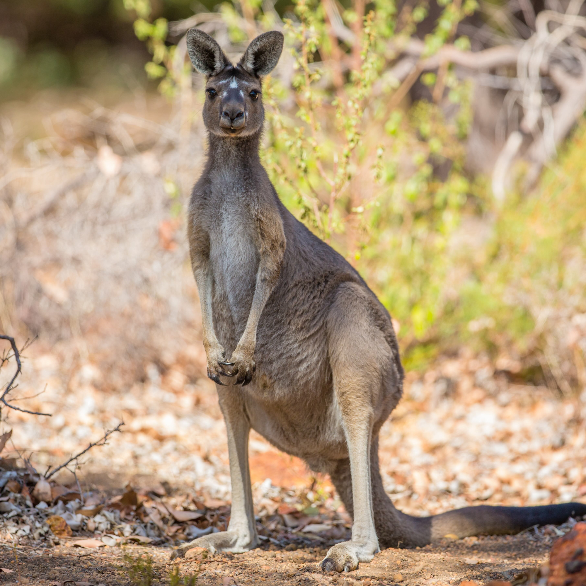 Horned Animals in Australia?