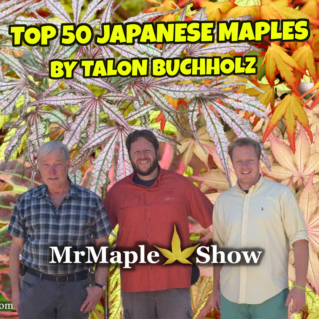 Top 50 Japanese Maples By Talon Buchholz | Part 1 (#50-26) MrMaple Podcast #18