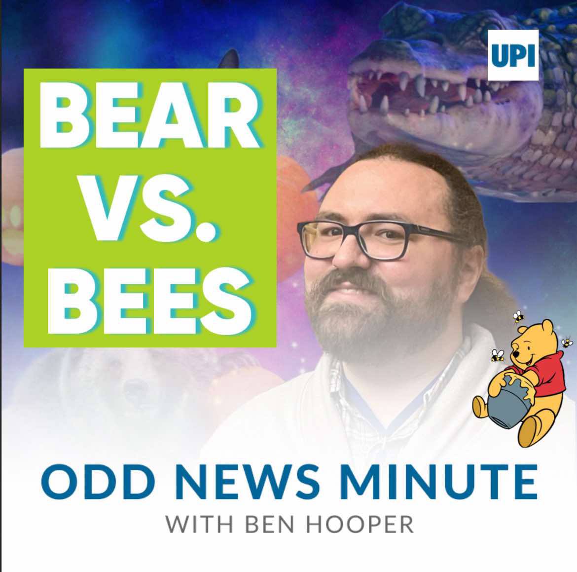 Bear steals beehive, ocelot on the loose