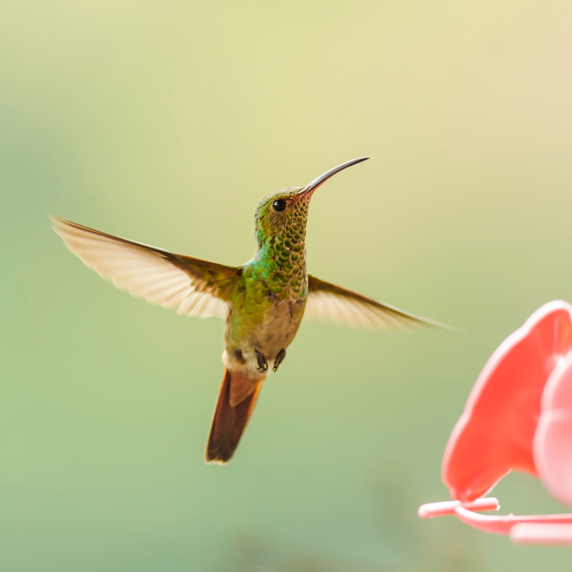 Reversible Wings: Mystery or Creativity?