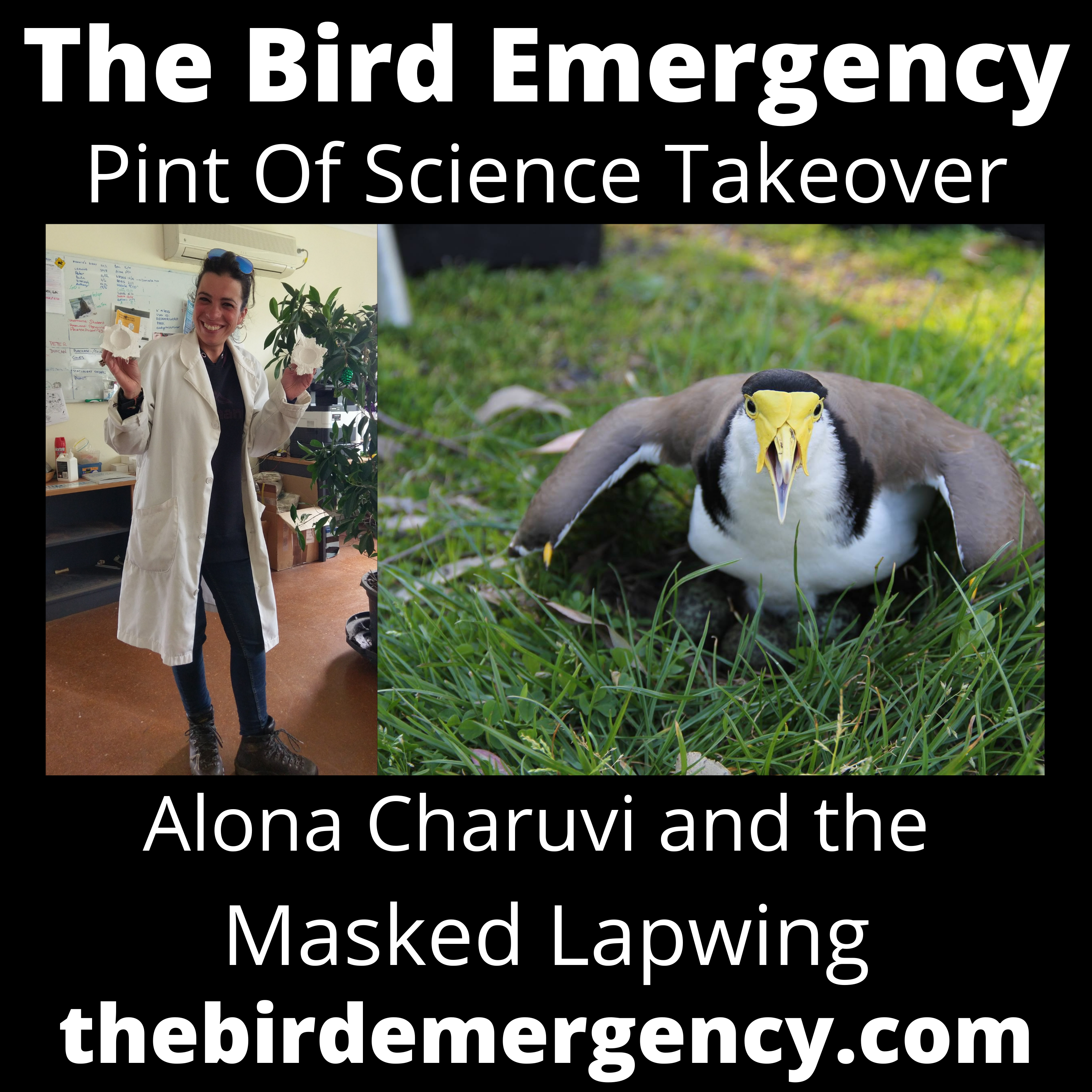 The Bird Emergency