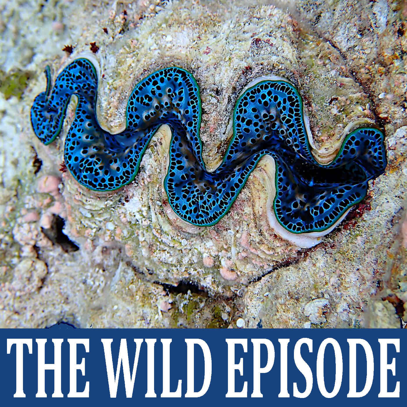 Giant Clam : Big is Beautiful II