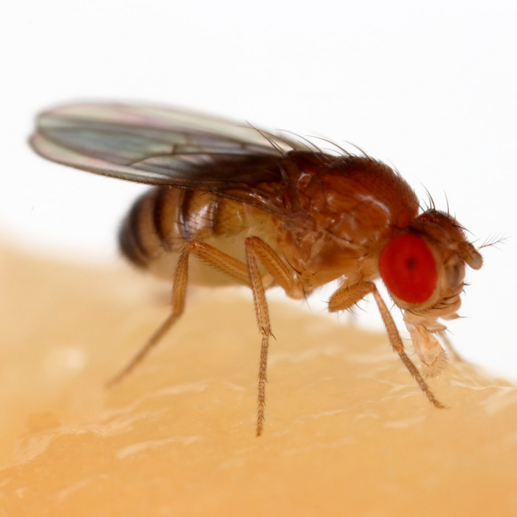 Why Fruit Flies?