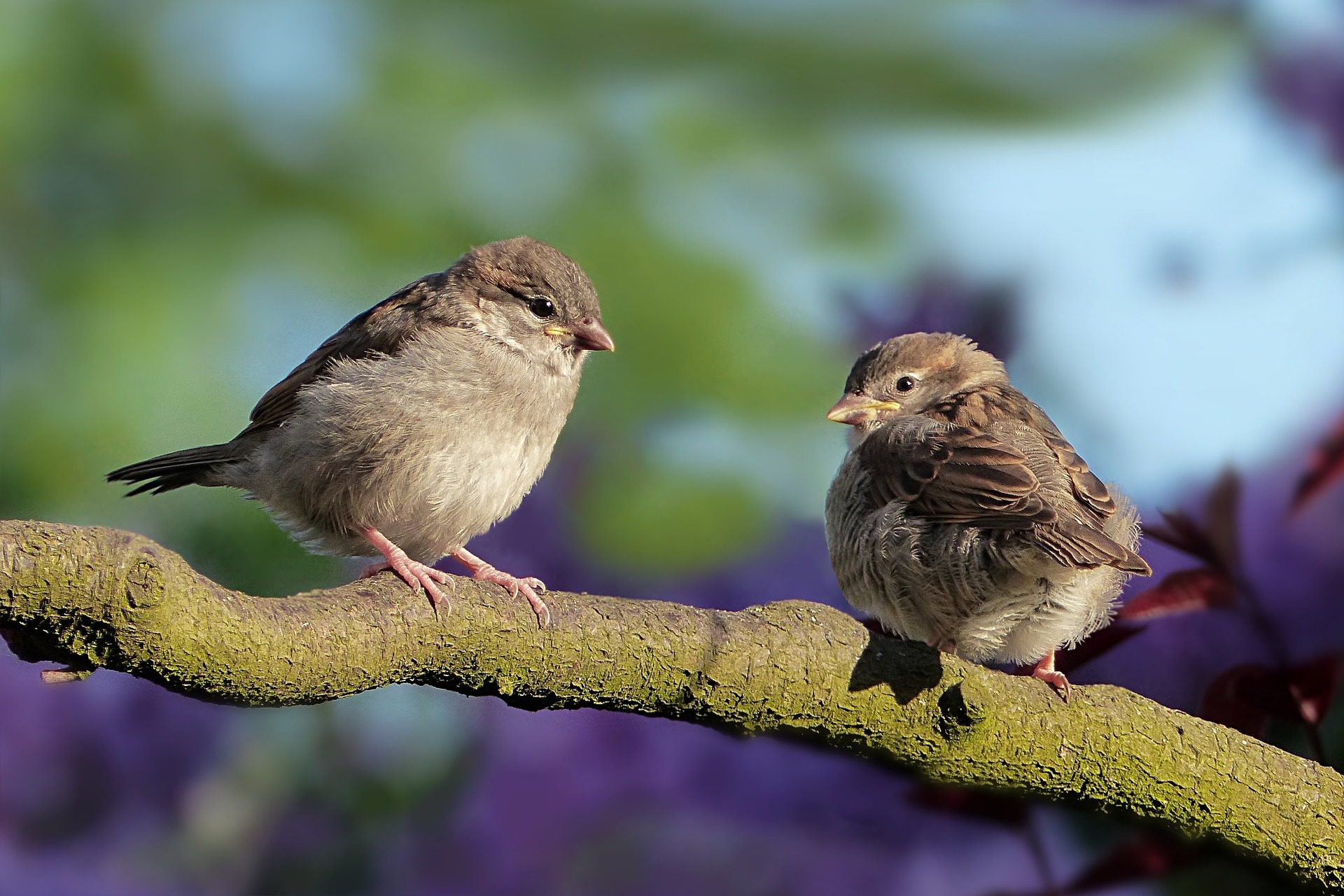 The Topaz Story Book - The Merry Wind; Autumn Among the Birds
