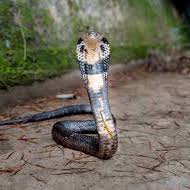 Seirin's Deadly Snake