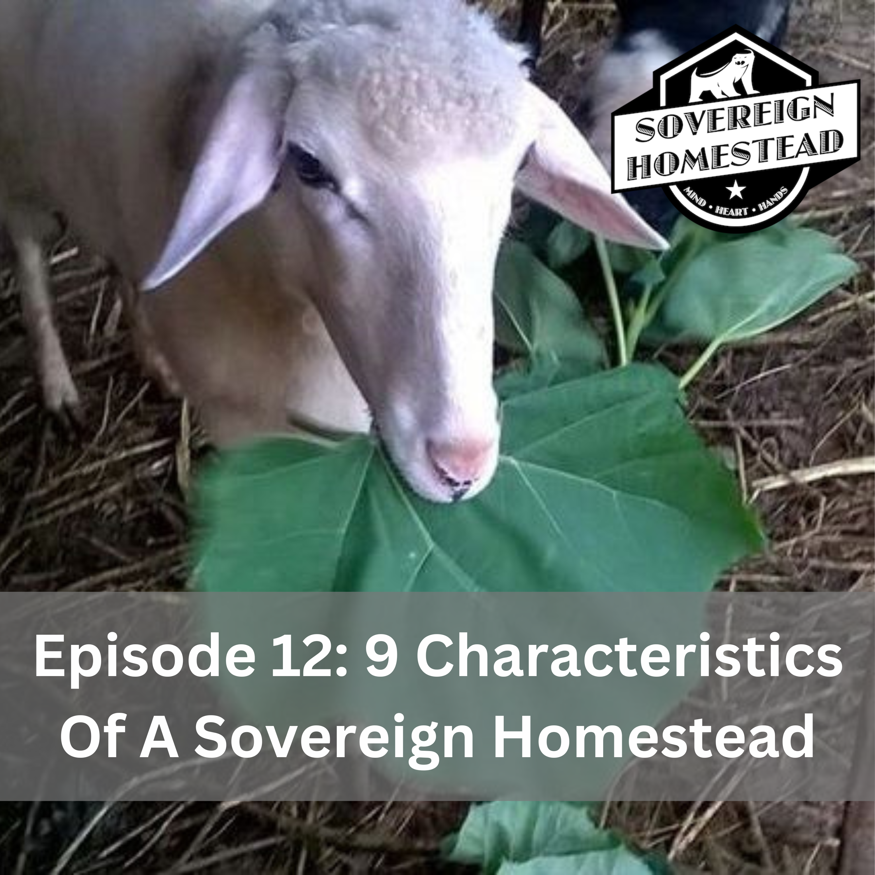 The Sovereign Homestead Podcast