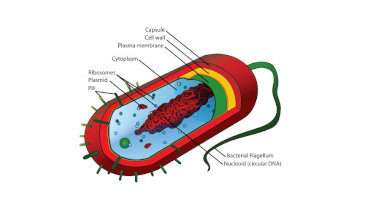 Bacteria's Eyes and Ears
