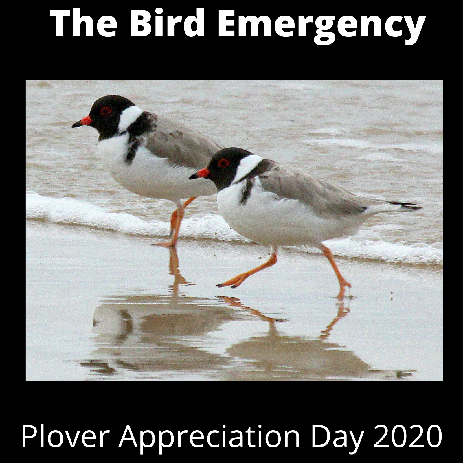 The Bird Emergency