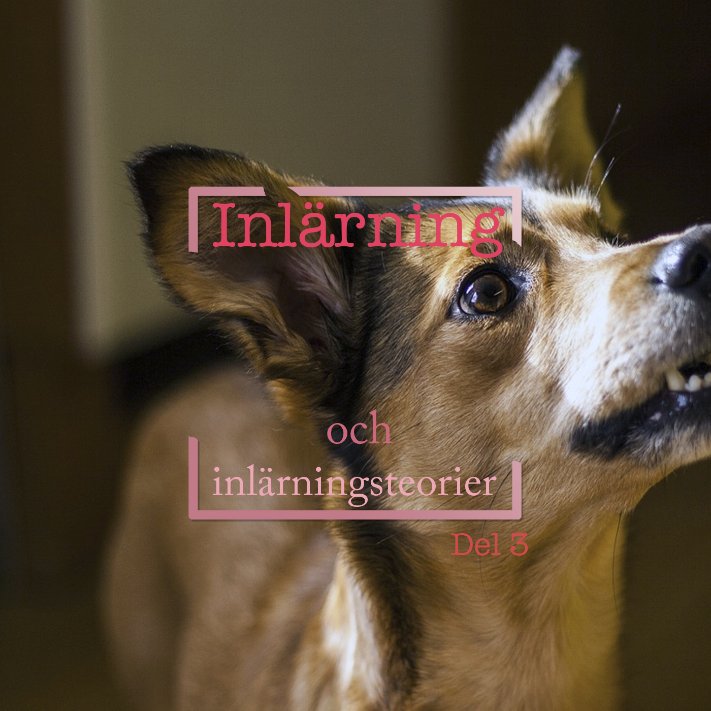 Hundpodden Vår Bästa Vän