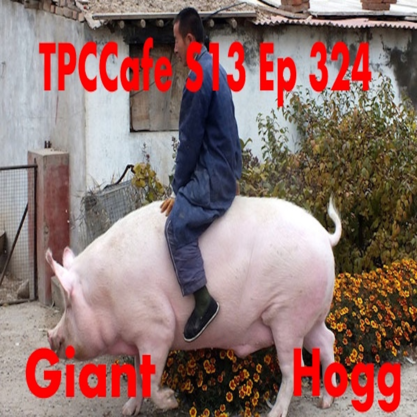 TPCCafe S13 Ep 324 Giant Hogg