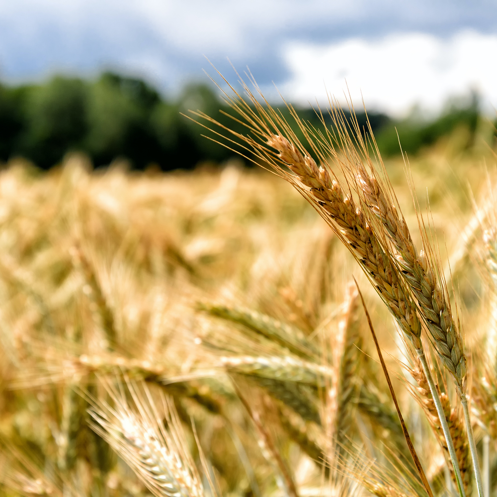 RaboResearch Agri Commodities