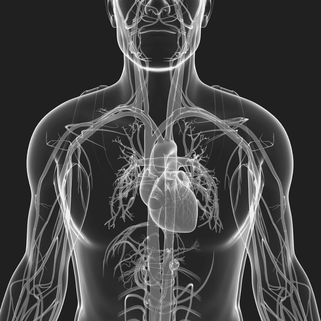 The Real Key to Heart and Blood Vessel Health - Episode 120