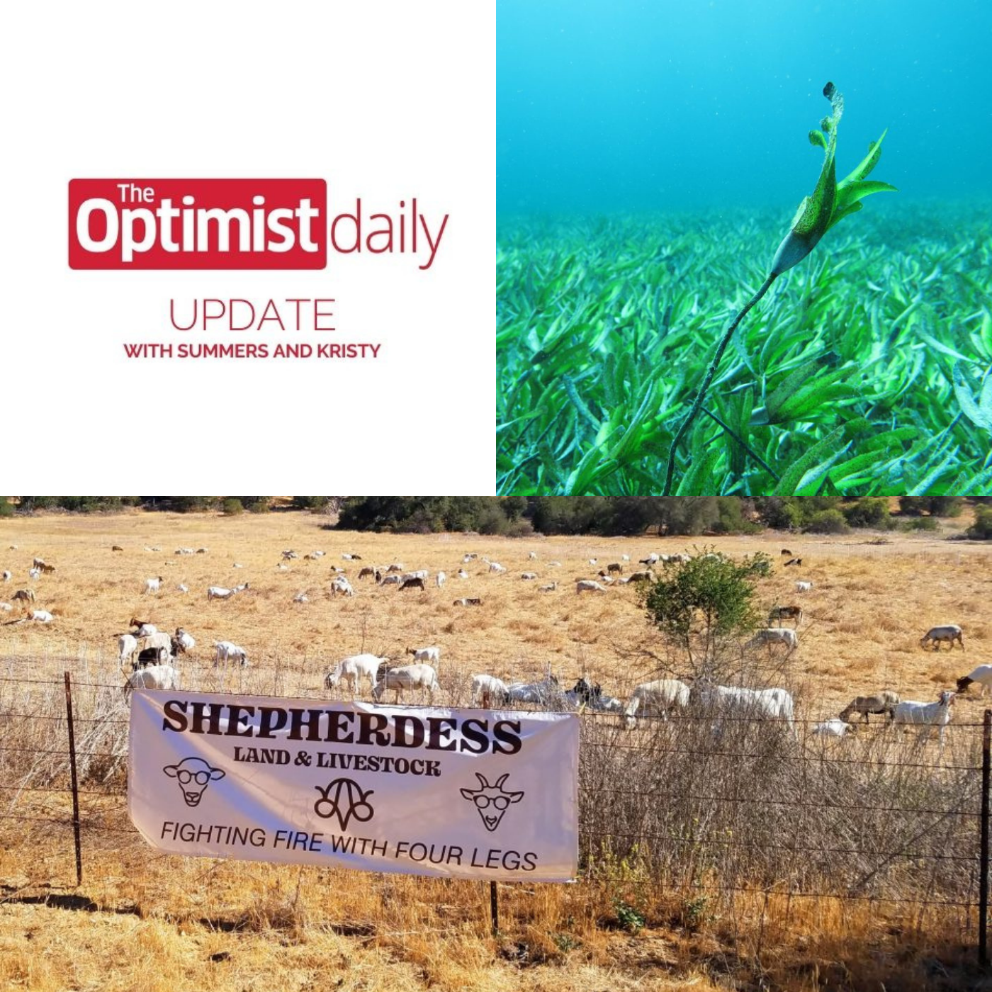 The Optimist Daily\'s Weekly Roundup