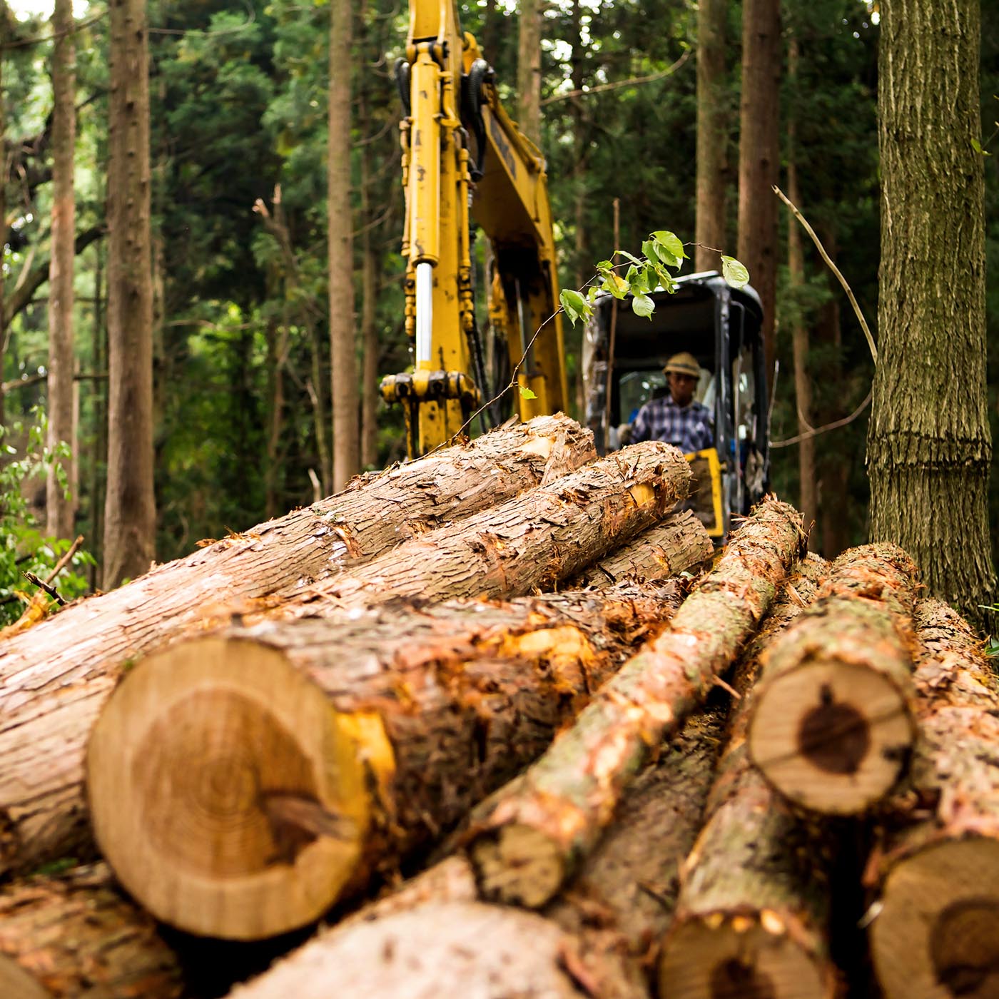 cover of episode How asset managers are moving to end commodity-driven deforestation