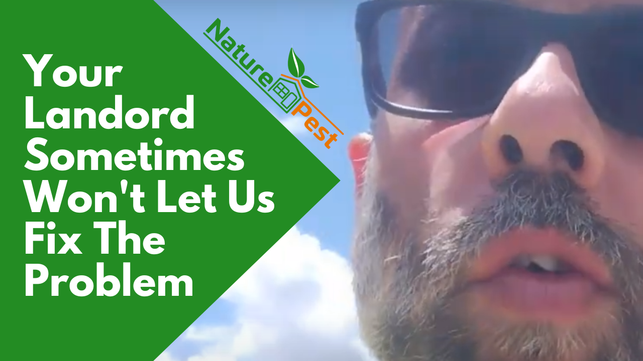 DIYPCP#92 Roach Problems Your Integrated Pest Control Can't Solve Because It's The Landlord's Fault
