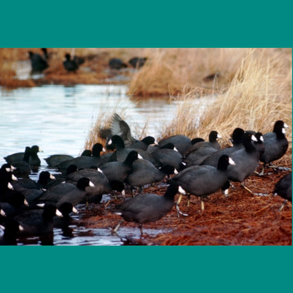 Coots Can Count