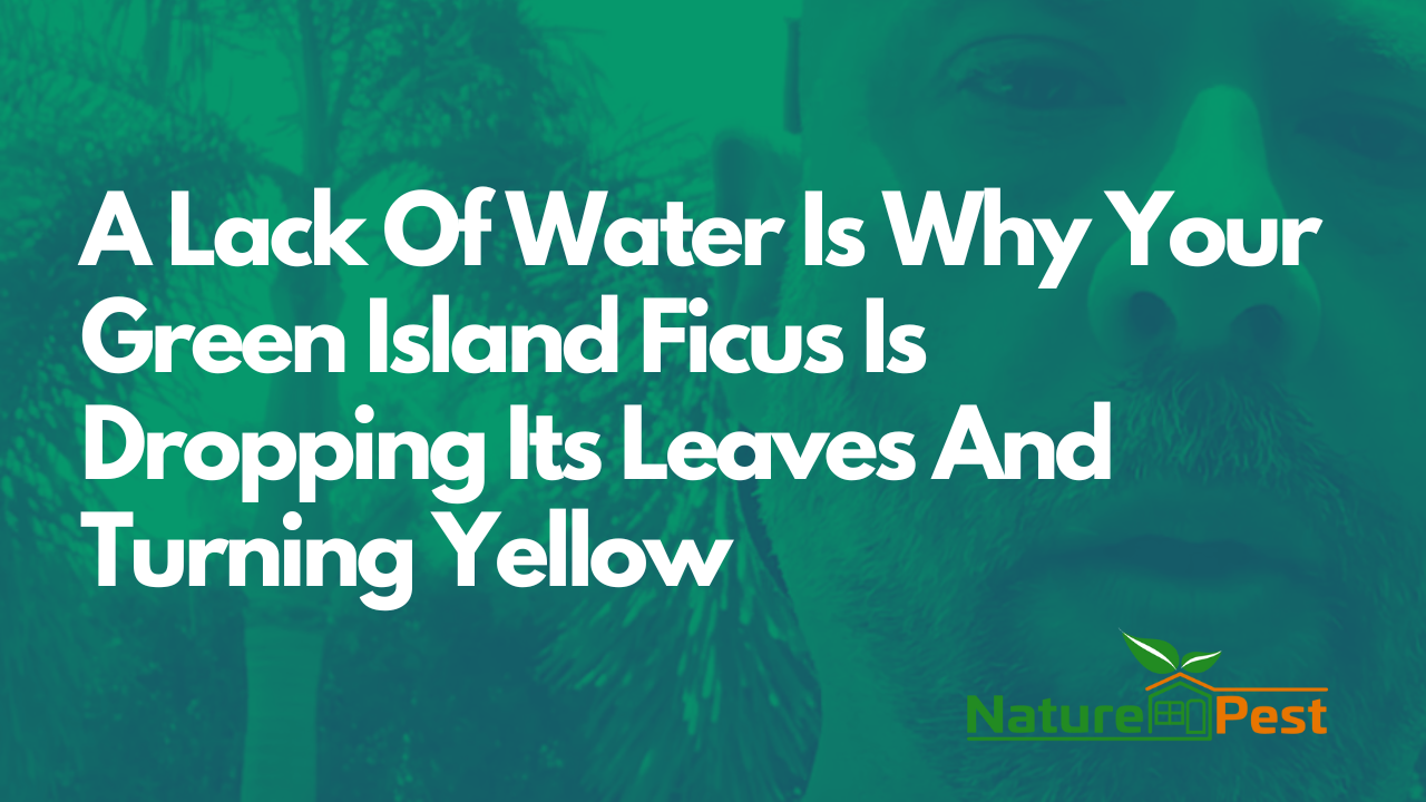 DIYPCP#88 A Lack Of Water Is Why Your Green Island Ficus Tree Is Dropping Its Leaves And Turning Yellow