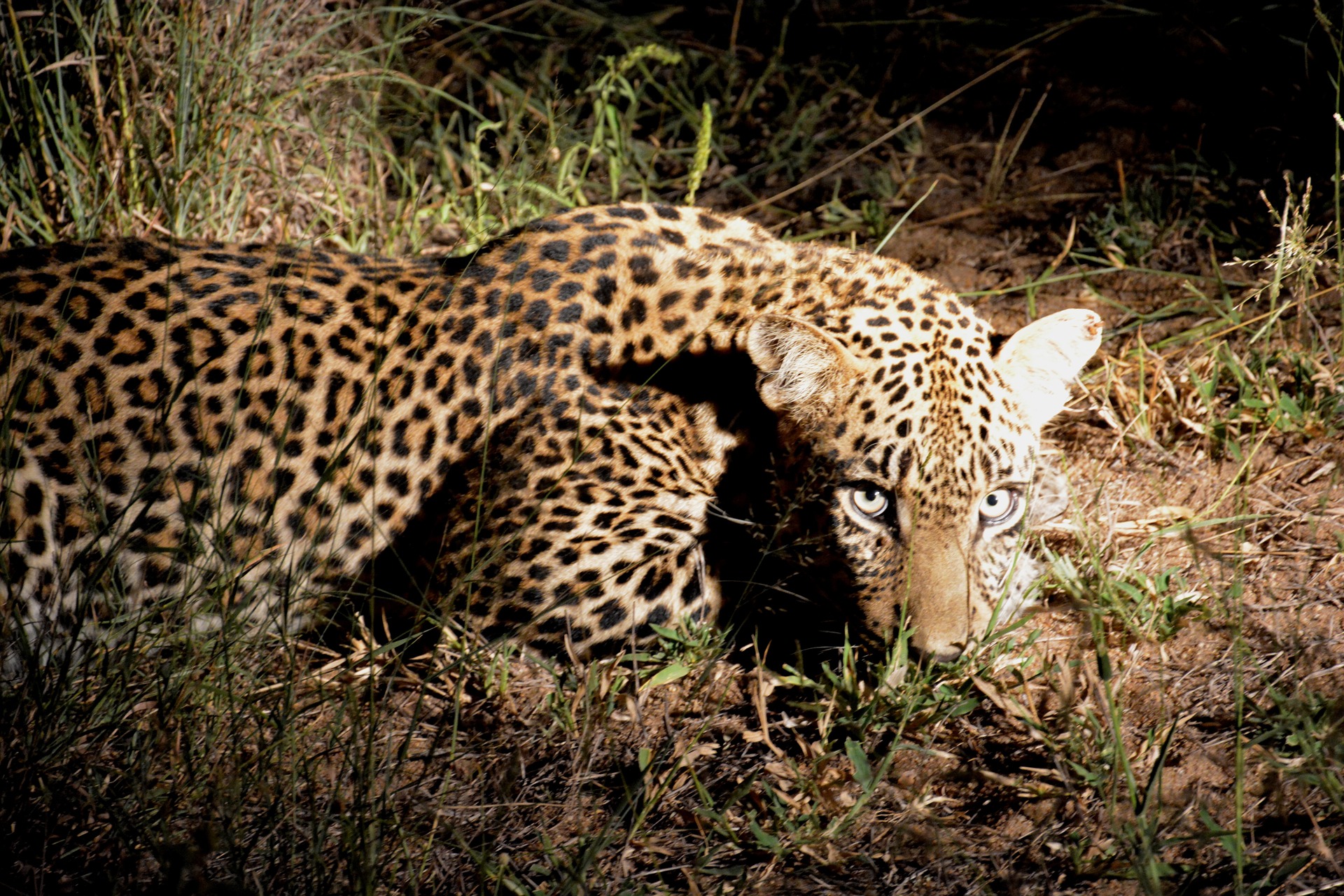 Adventure With Africa Kenya Safaris