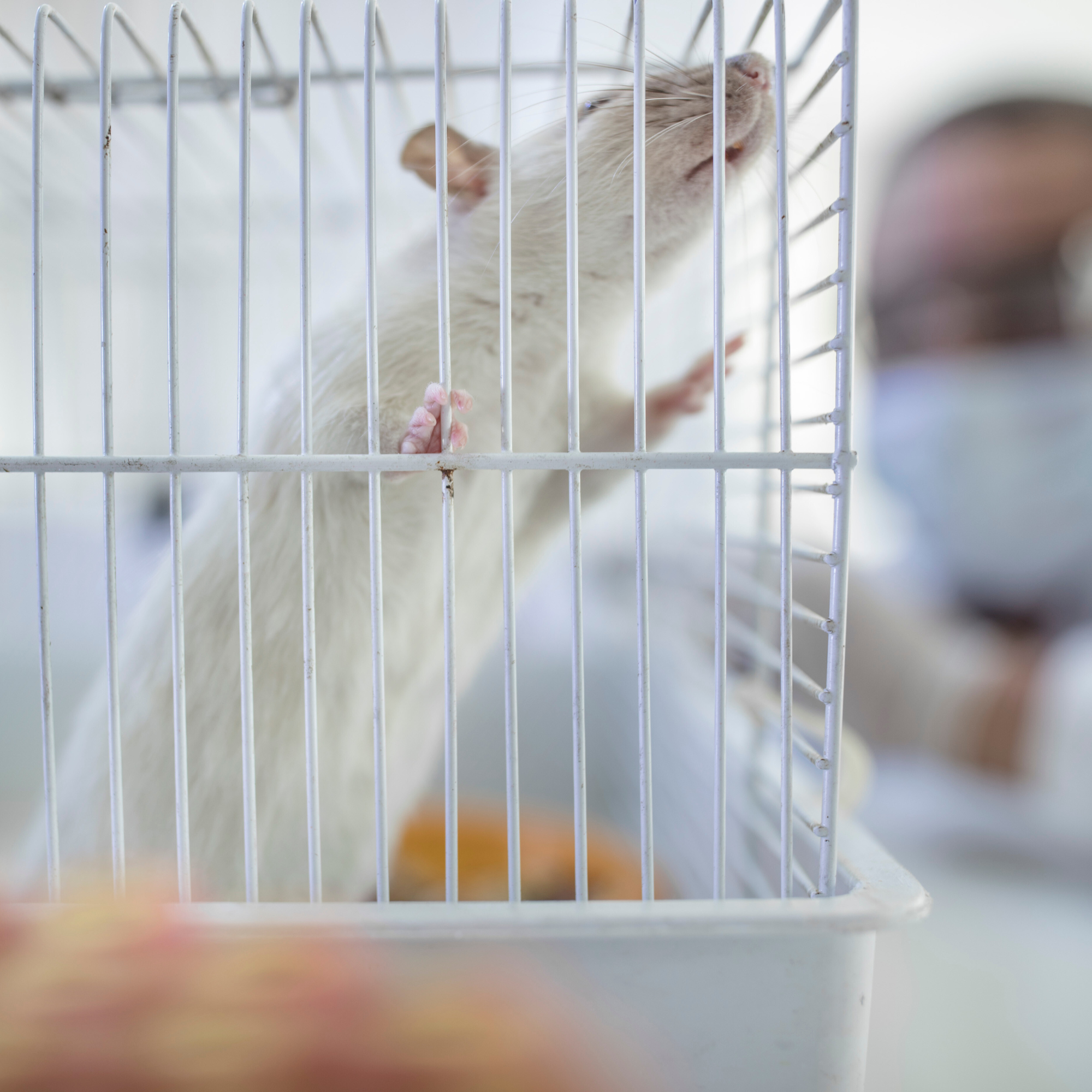 Stupid Rats and Evolution