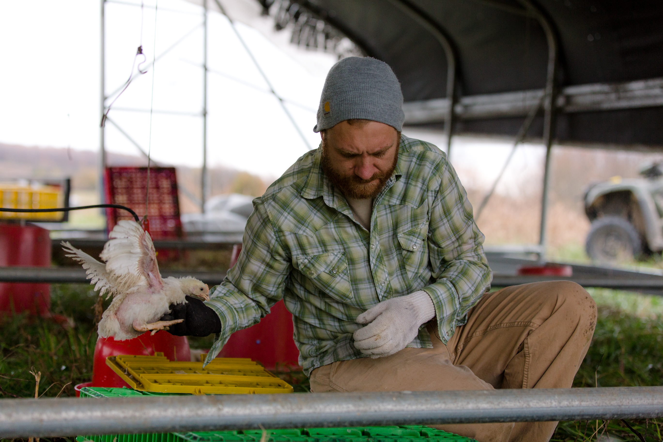 Pastured Poultry Talk