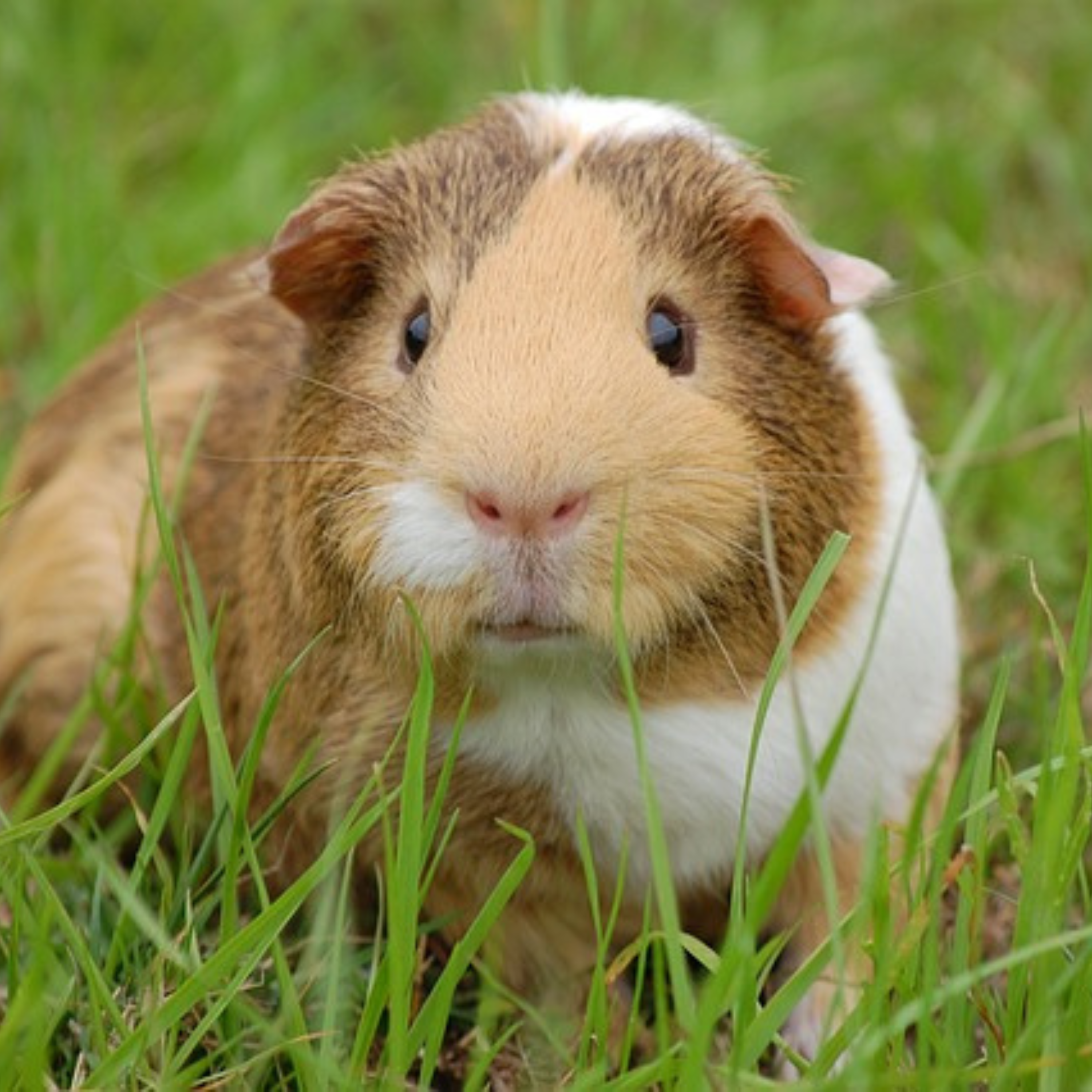 The Animal Whisperer with Suzan Vaughn: Animal Communication Stories