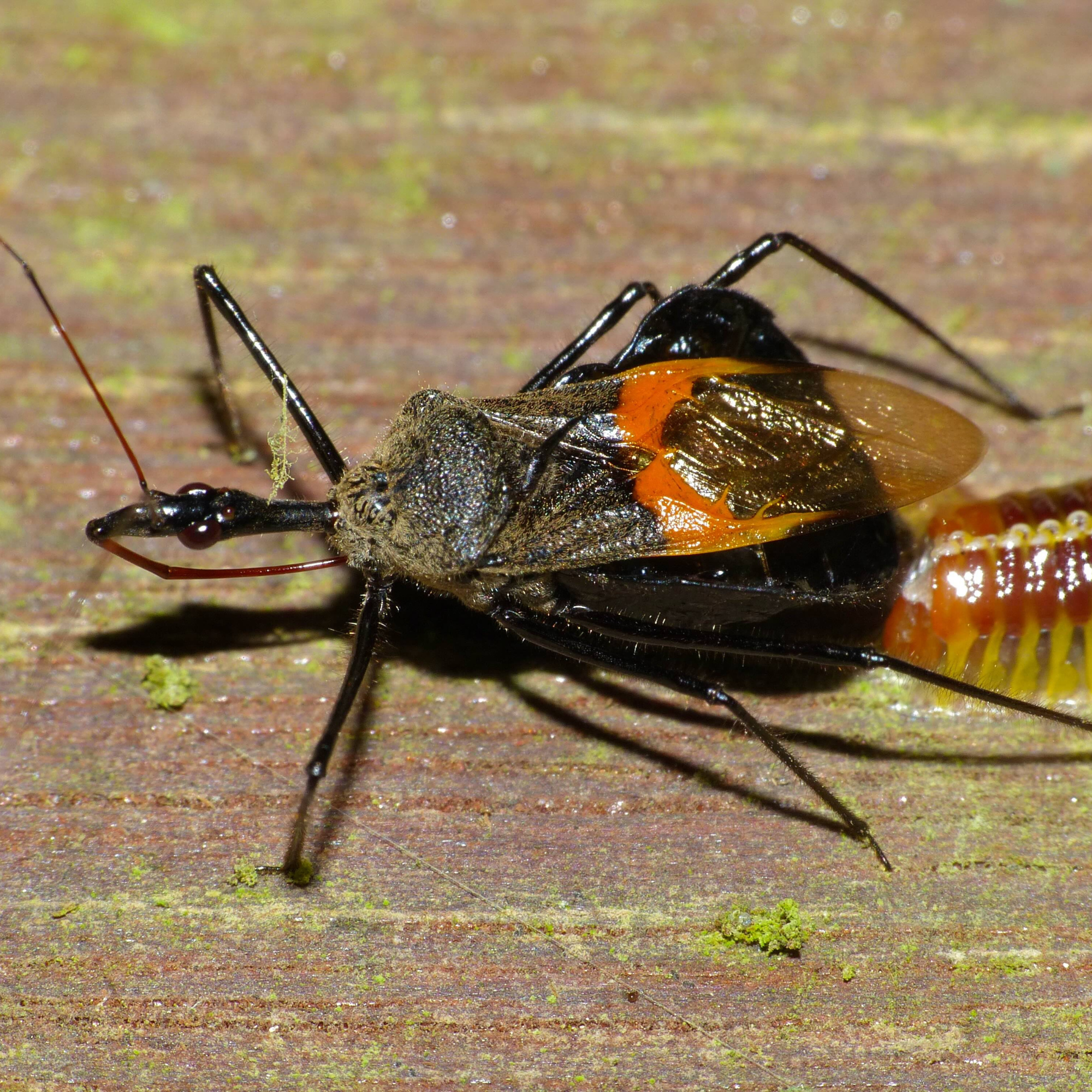 The Ingenious Assassin Bug