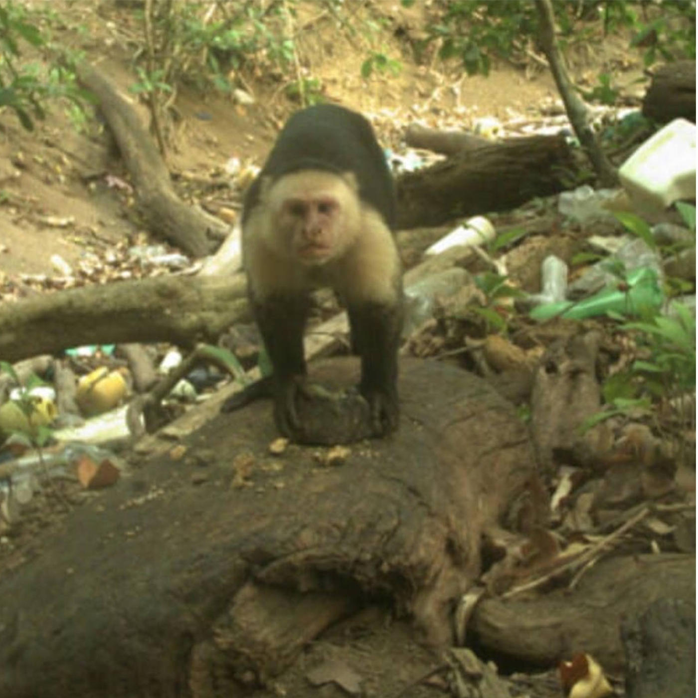 Stone Age Monkeys