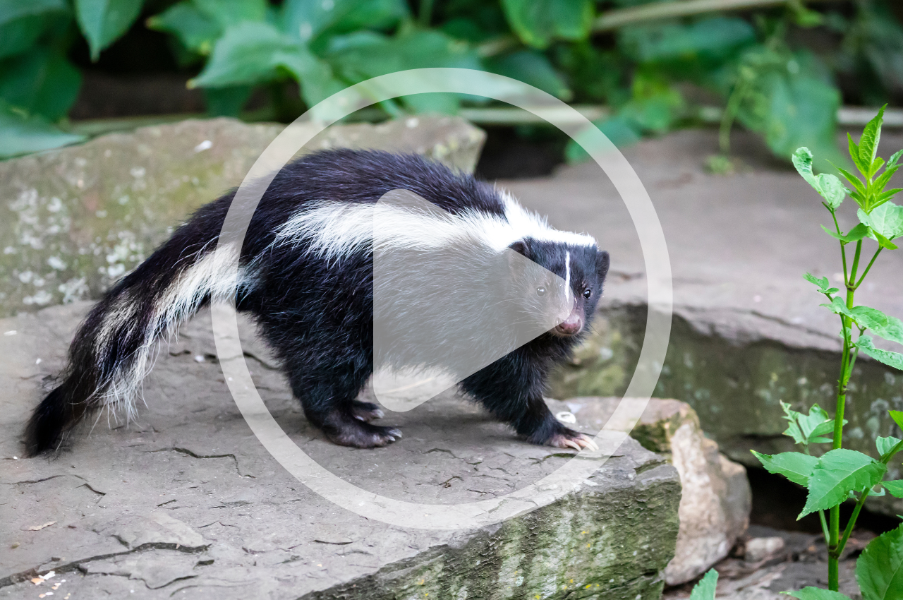 Co-existing with Urban and Suburban Wildlife