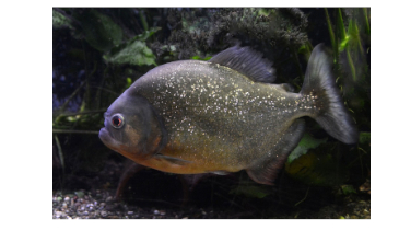 Mysteries of the Piranha