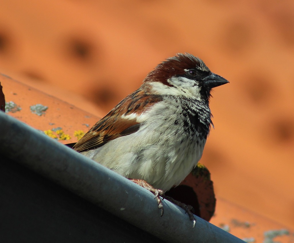 The Sparrow and The Two Children - An Armenian Folktale
