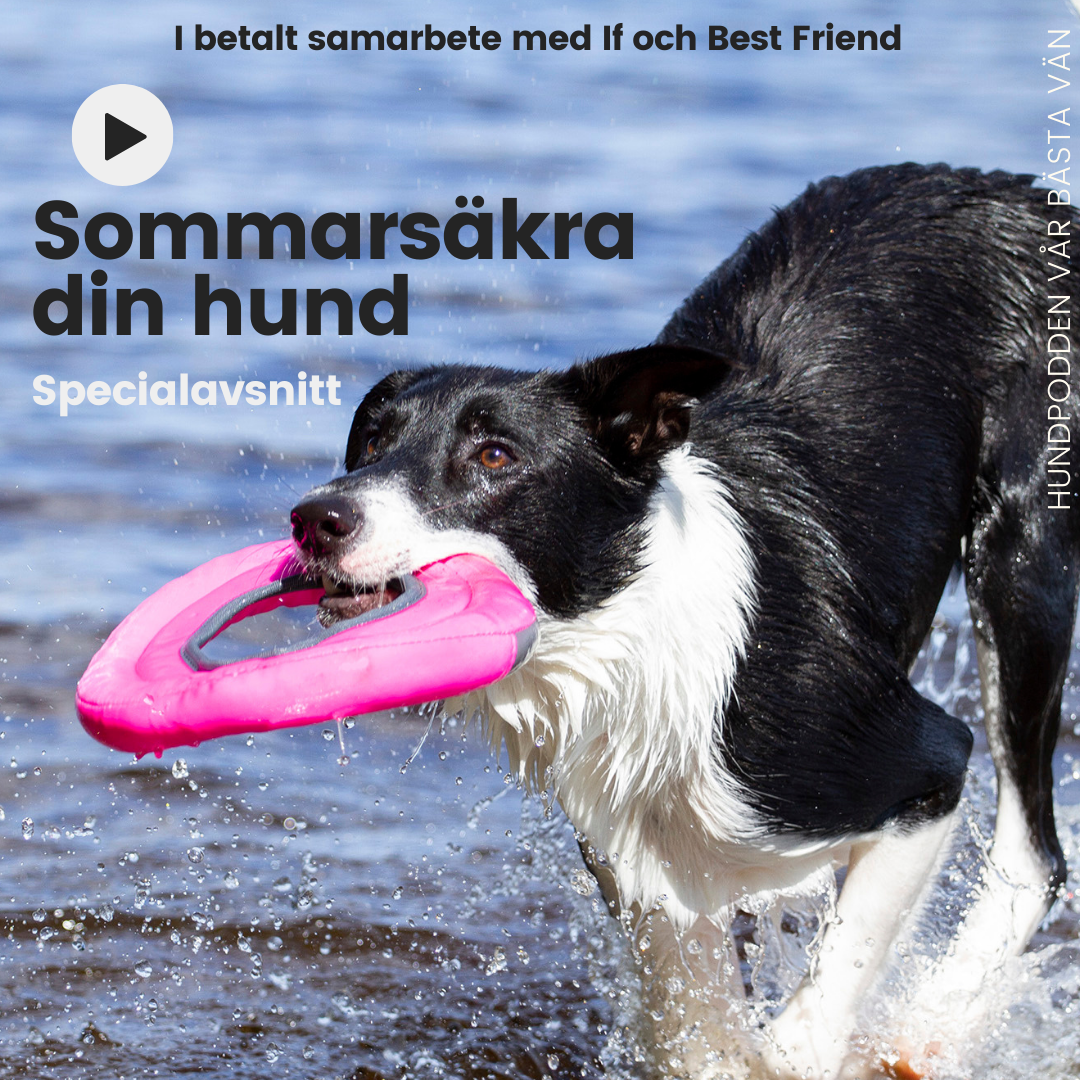 Hundpodden Vår Bästa Vän