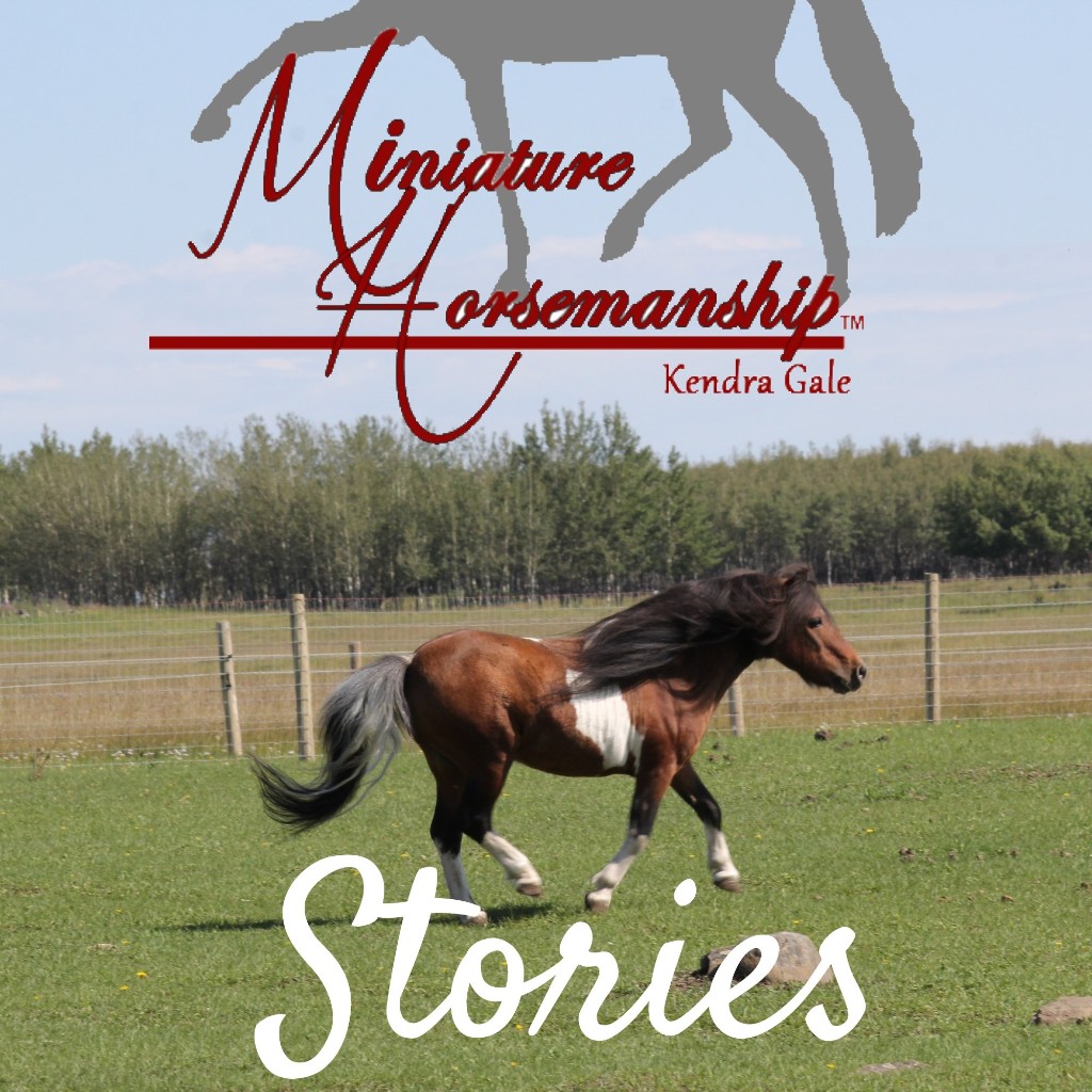 Miniature Horsemanship Stories