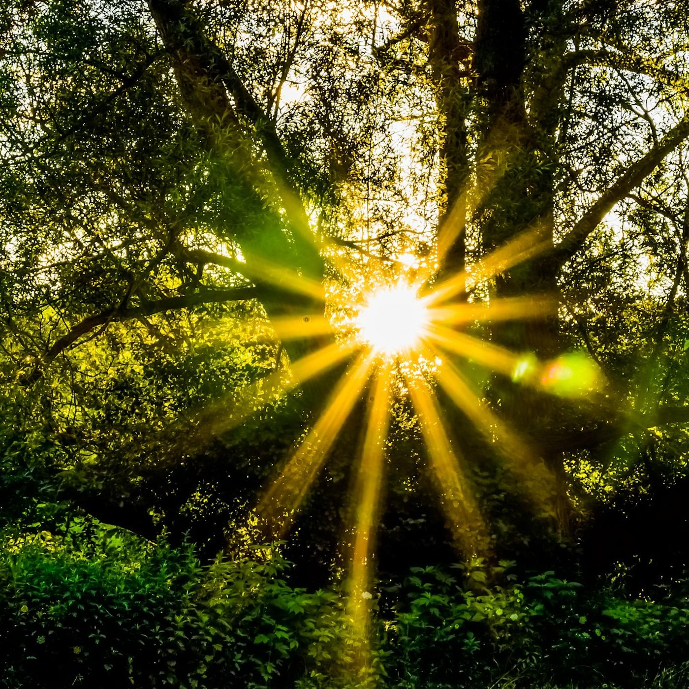 The Zen Studies Podcast