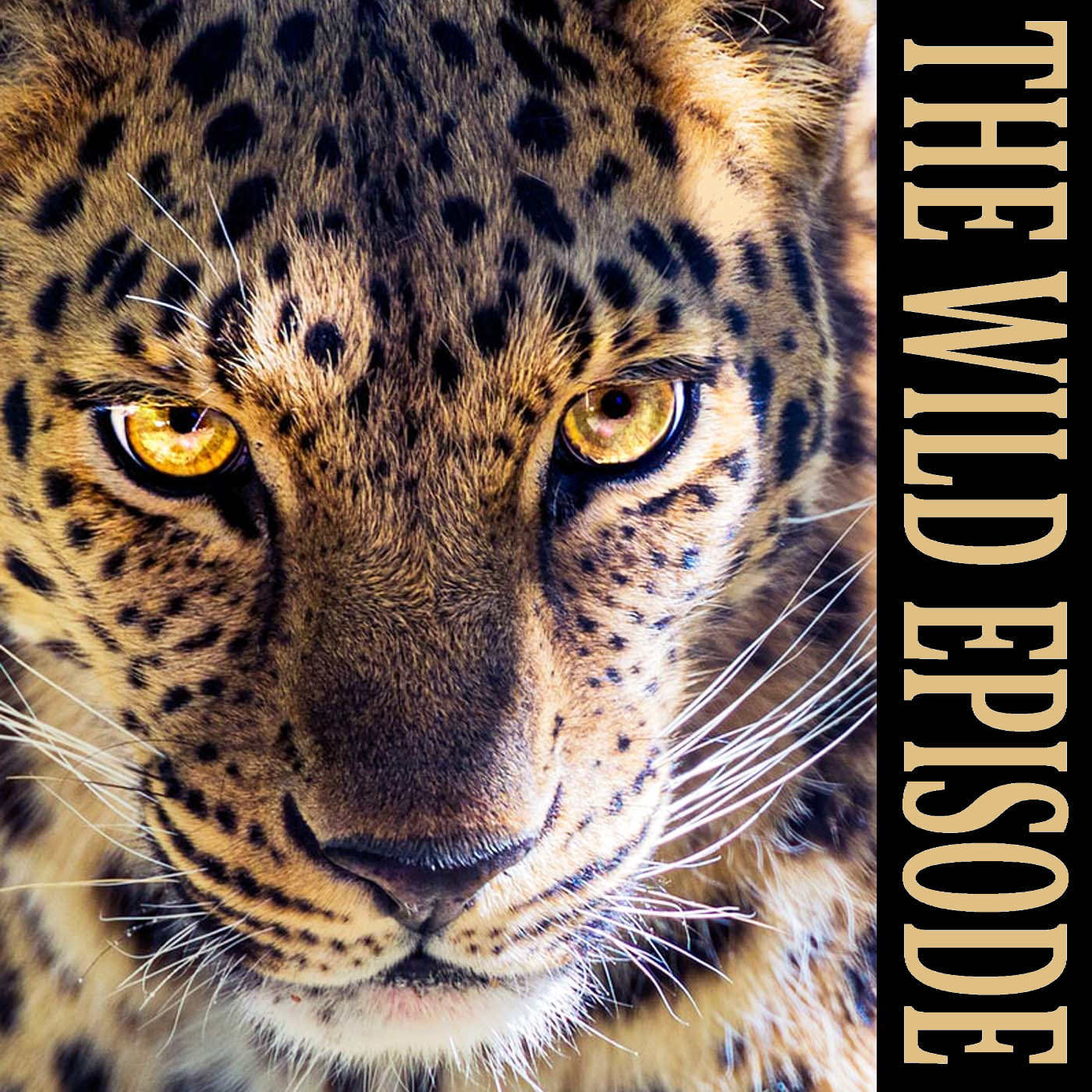 The Wild Episode