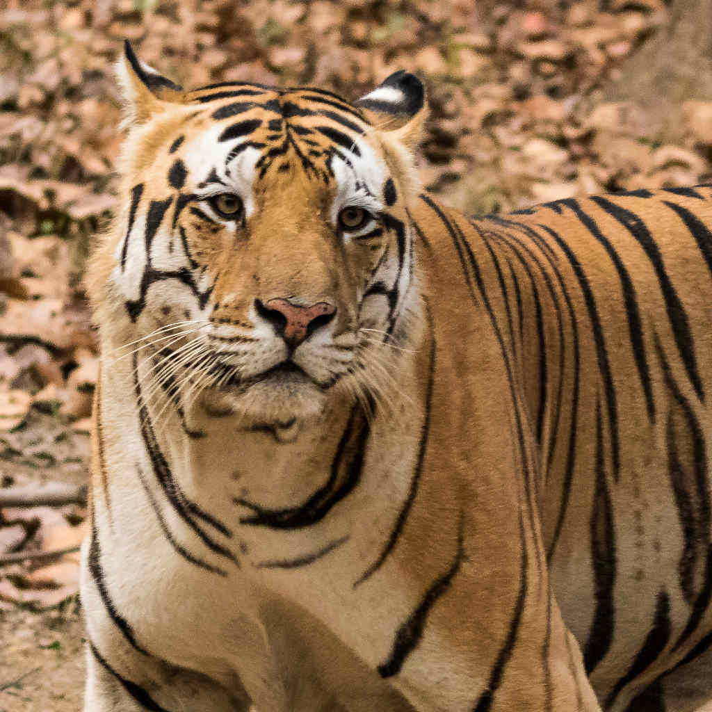 The Morality of a Tiger