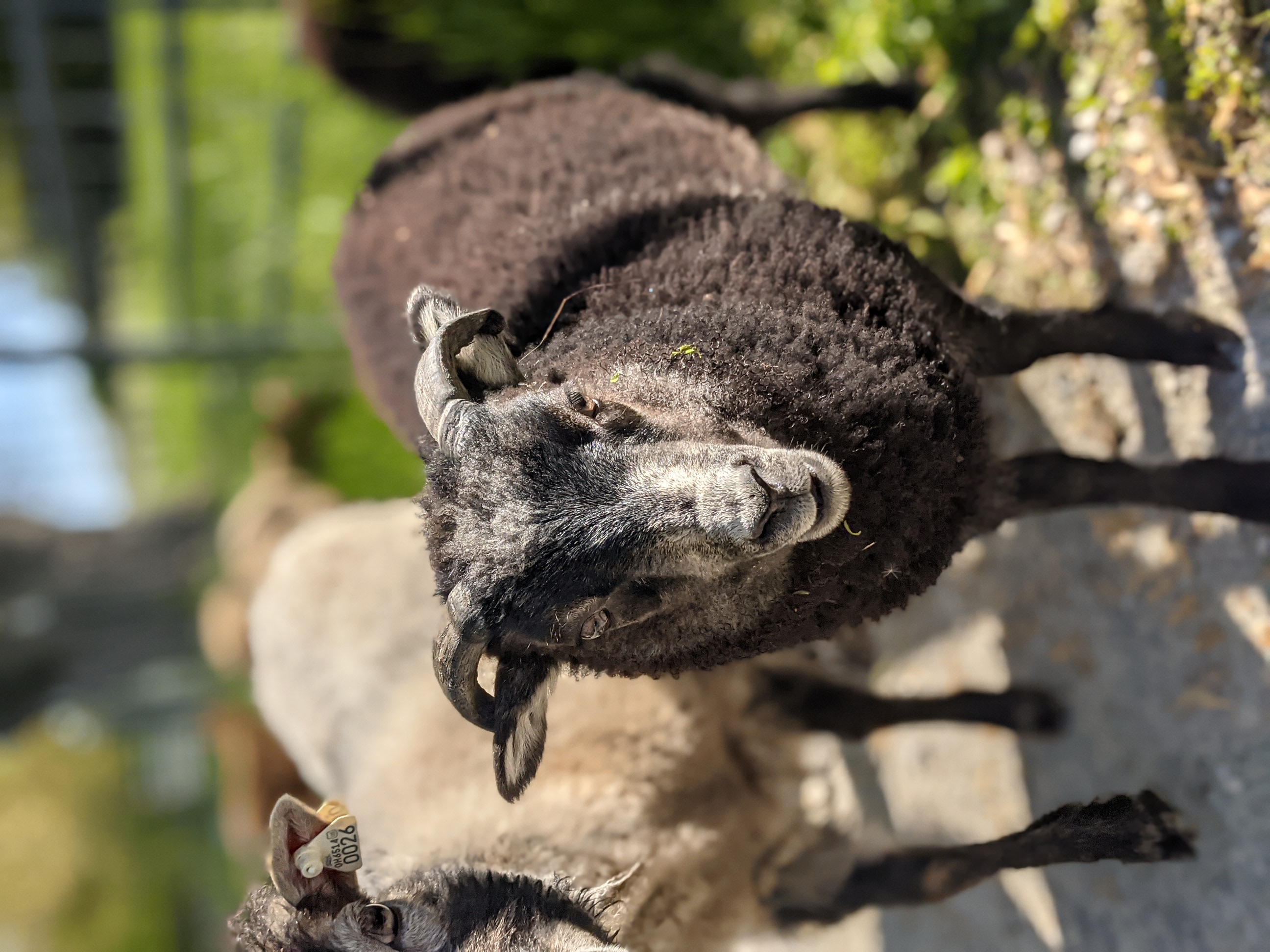 Audio Article: Shetland Wool