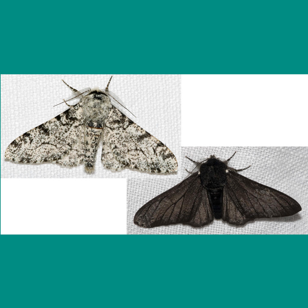 Peppered Moths Yet Again